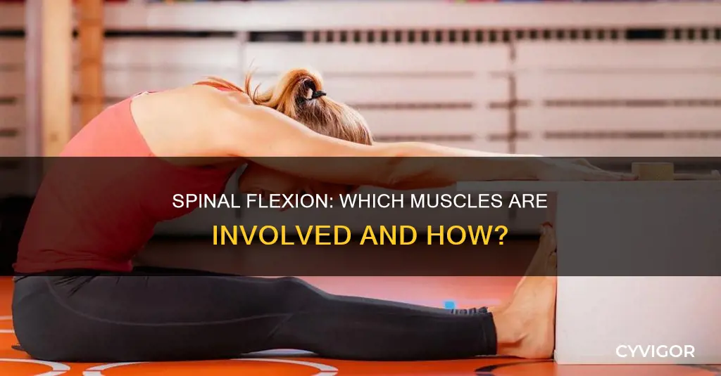 what muscles perform spinal flexion