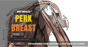 Perk Up: Muscles for a Firmer Bust