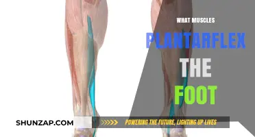 Plantar Flexion Muscles: Foot Flexors and Their Functions