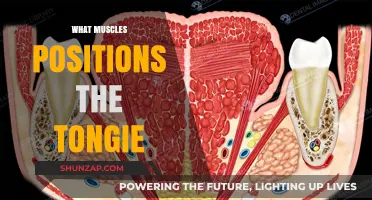 Tongue Muscles: Their Role and Function Explained