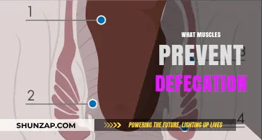 How Muscles Control Defecation