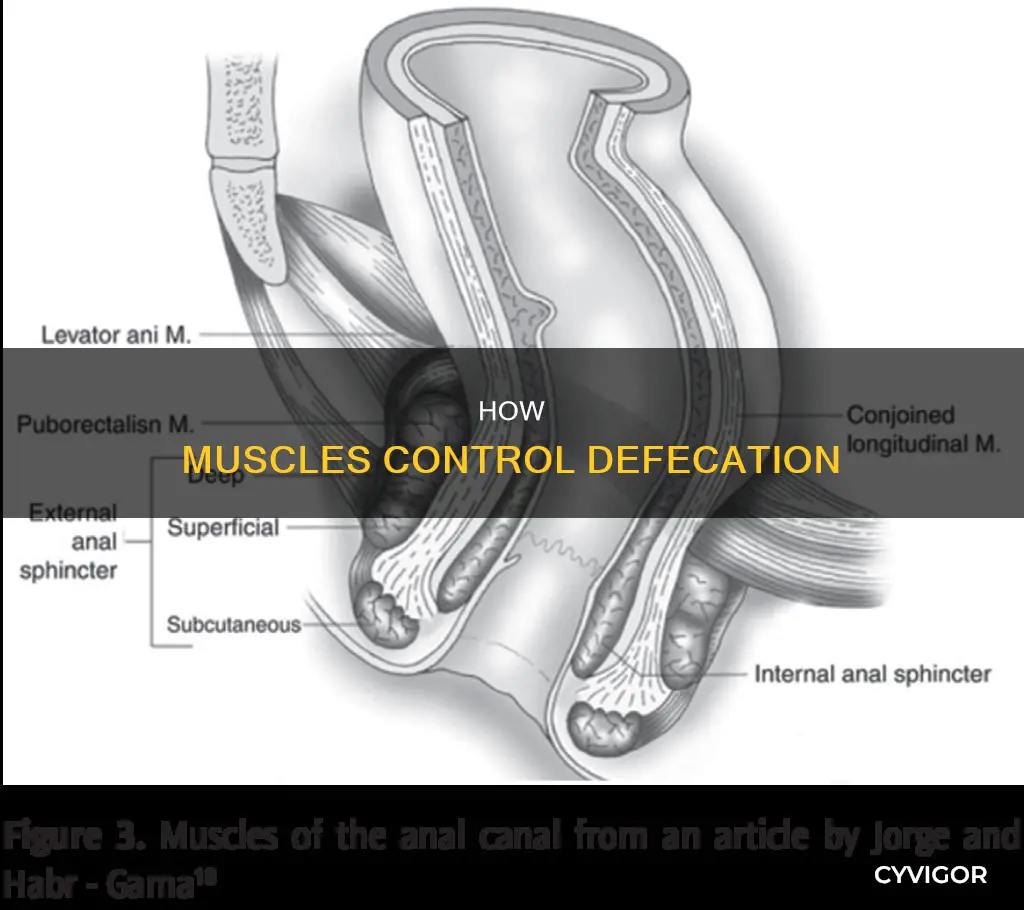what muscles prevent defecation