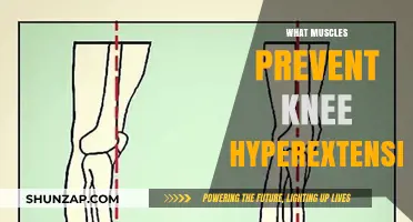 Preventing Knee Hyperextension: The Role of Muscles