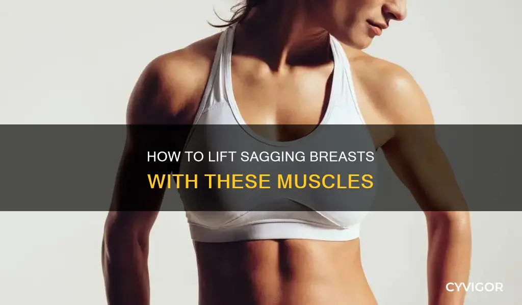 what muscles prevents sagging breasts