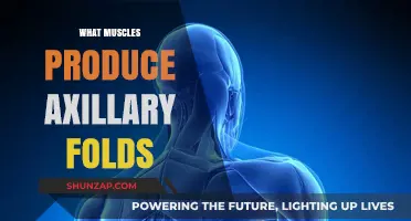 Axillary Folds: Muscles to Blame for Underarm Bulges