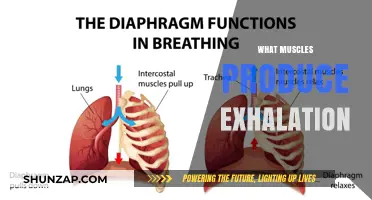 Breathing Out: Which Muscles Help Exhalation?