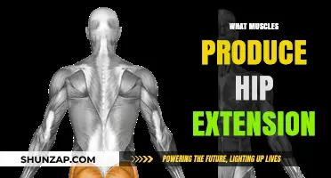 Hip Extension: Which Muscles Are Involved and Why?