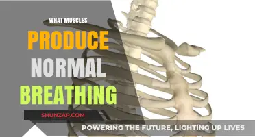 Breathing Muscles: How They Work and Their Functions