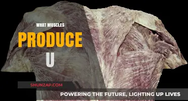 How Muscles Make Your Unique Shape