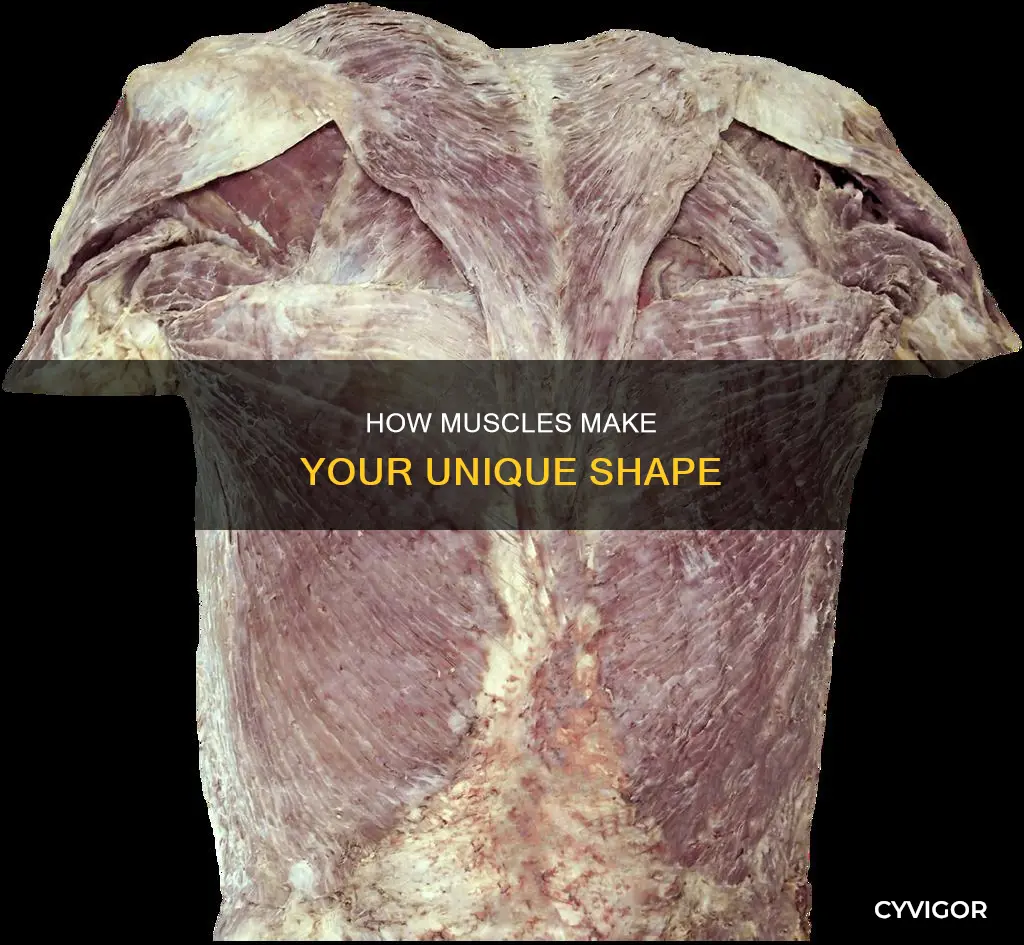 what muscles produce u