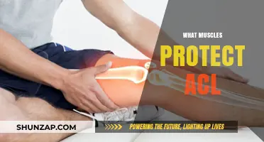 Protecting the ACL: The Role of Hamstring & Quadriceps