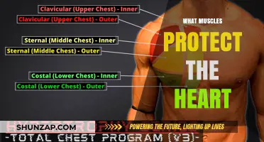 Protecting the Heart: The Muscles That Shield Your Vital Organ