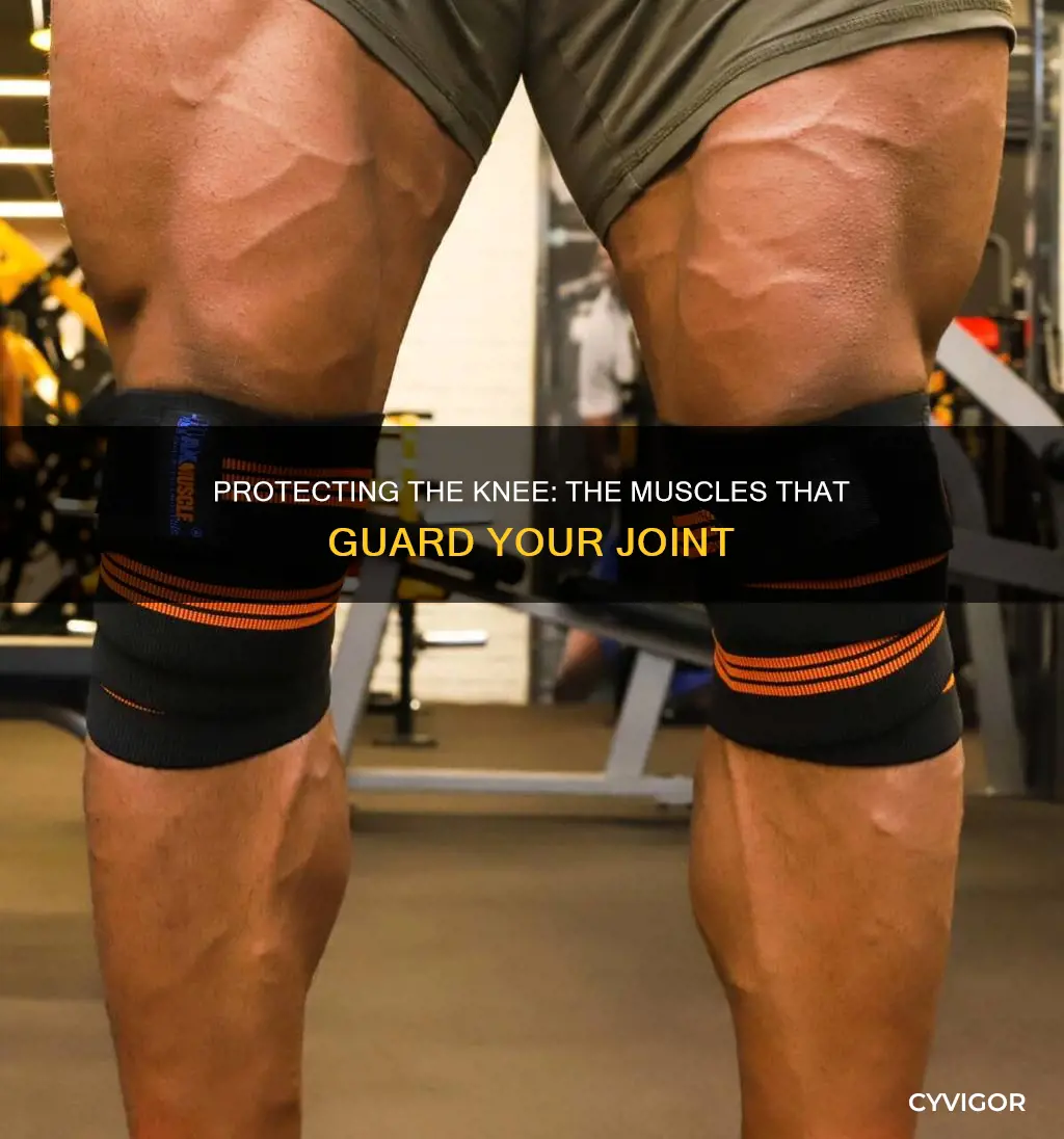 Protecting The Knee: The Muscles That Guard Your Joint | CyVigor