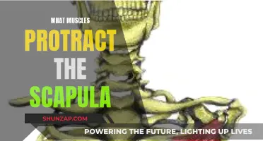 Protraction Power: Muscles For Moving Your Scapula Forward