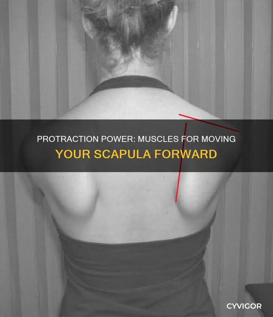 what muscles protract the scapula