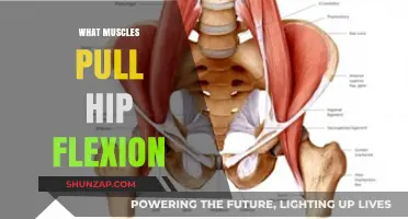 Hip Flexion Muscles: Understanding the Key Players in Movement