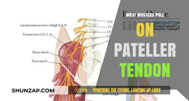 Muscles Pulling on the Patellar Tendon: Anatomy and Function Explained