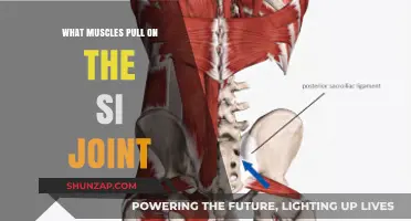 Muscles Affecting the SI Joint: Key Players and Their Roles