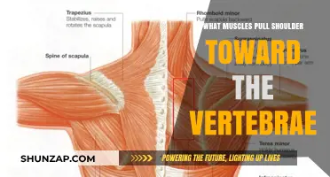 Muscles That Pull the Shoulder Toward the Vertebrae Explained