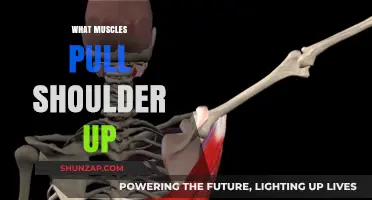 Muscles That Elevate Your Shoulders: Anatomy and Function Explained