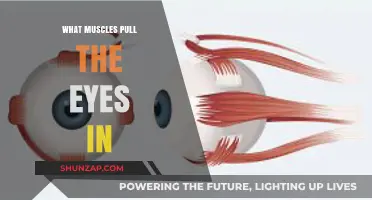Understanding the Muscles That Control Eye Movement and Position