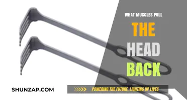 Muscles That Pull Your Head Back: Anatomy and Function Explained