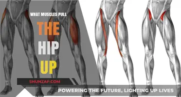 Hip Elevation Muscles: Understanding the Key Hip Flexors and Their Functions