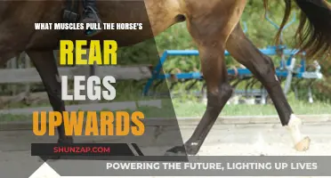 Understanding Muscles That Lift a Horse's Hind Legs: A Detailed Guide