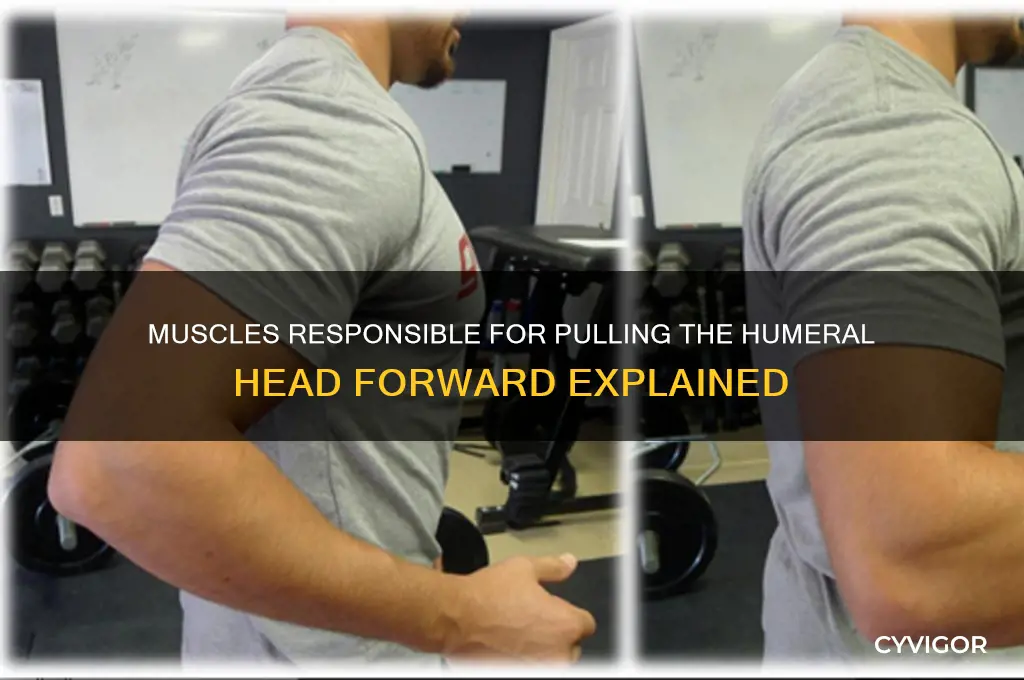 what muscles pull the humeral head forward