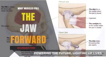 Jaw Protraction Muscles: Understanding Forward Movement and Function