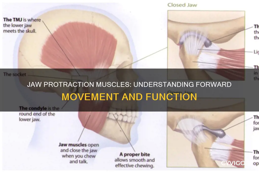 what muscles pull the jaw forward