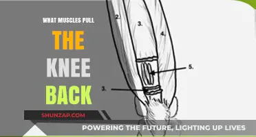 Knee Extension Muscles: Understanding the Forces Behind Backward Knee Movement