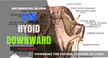 Muscles Responsible for Pulling the Larynx and Hyoid Downward