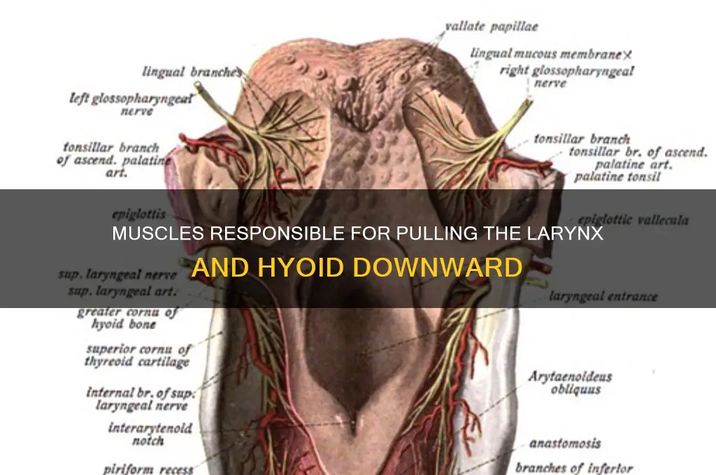 what muscles pull the larynx and hyoid downward