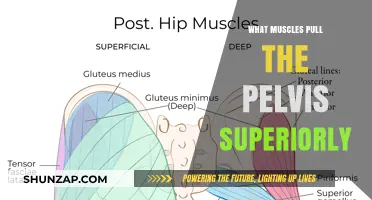 Muscles That Lift the Pelvis Superiorly: Anatomy and Function Explained