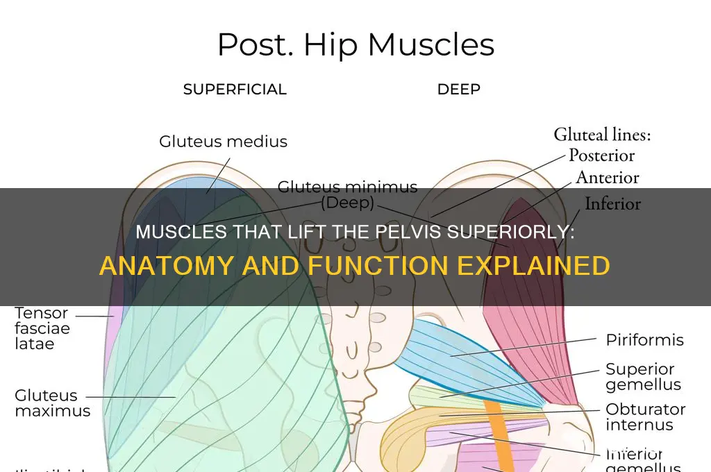 what muscles pull the pelvis superiorly