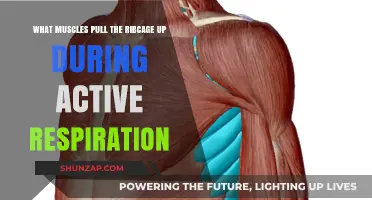 Muscles Elevating the Ribcage During Active Respiration: A Detailed Overview