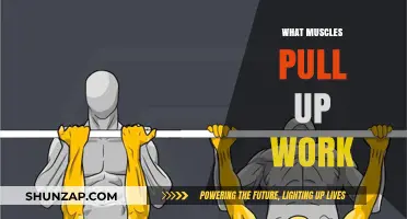 Pull-Ups: Targeted Muscles and Strength-Building Benefits Explained