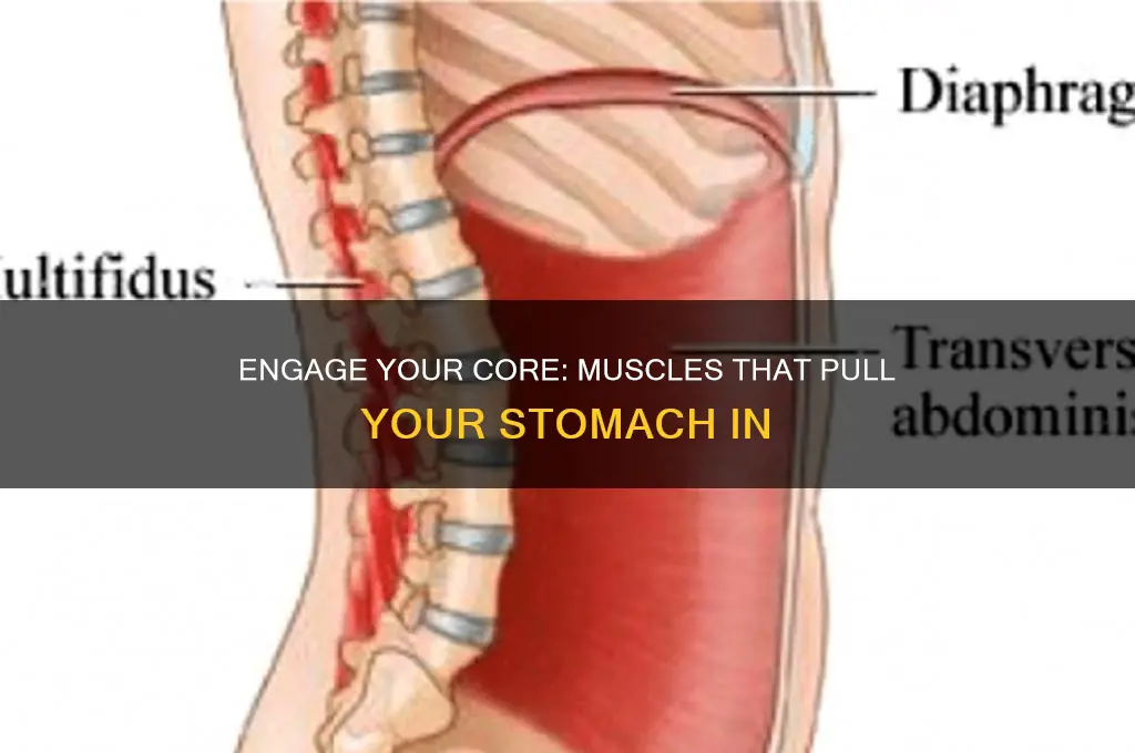 what muscles pull your stomach in