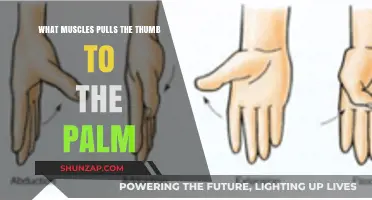 Thumb to Palm: Muscles Behind the Opposition Movement Explained