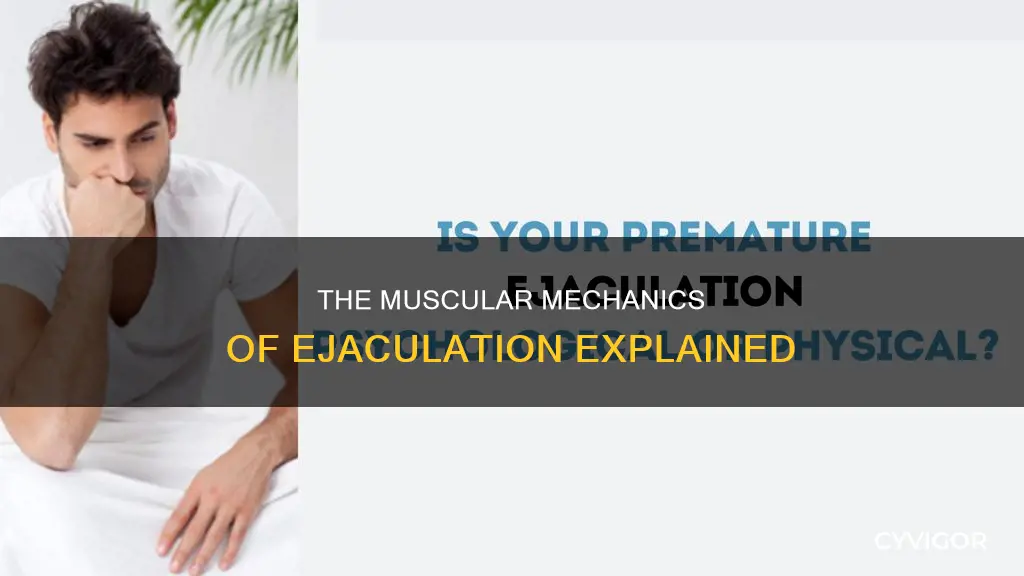 what muscles pump ejaculation