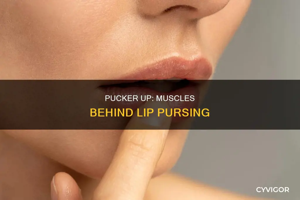 what muscles purses the lips