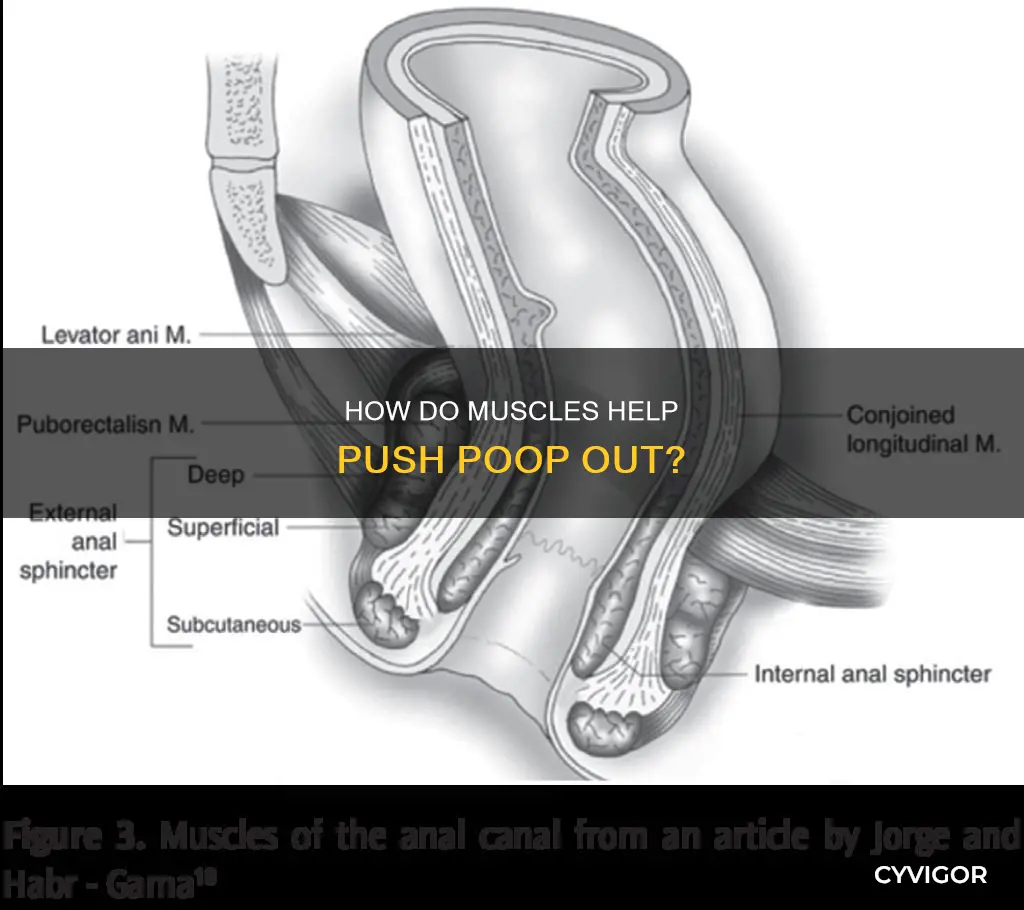 what muscles push out poop
