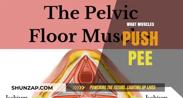 Pelvic Floor Muscles: The Pee Pushers