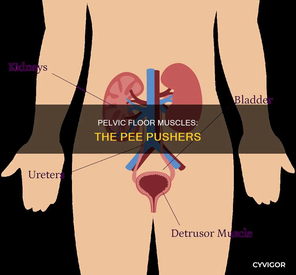 what muscles push pee