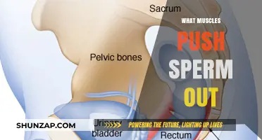 How Muscles Eject Sperm: Understanding the Process