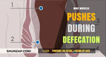 How Muscles Work During Defecation
