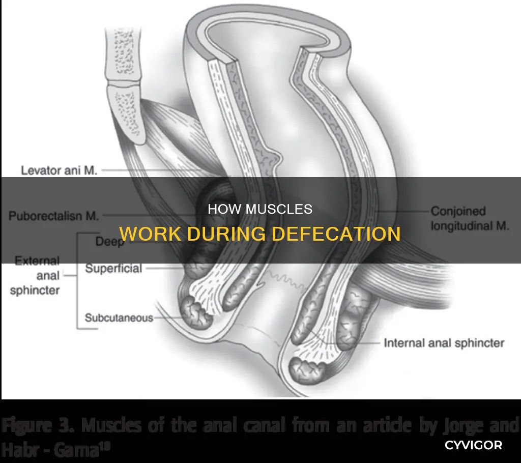 what muscles pushes during defecation
