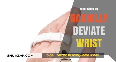 Wrist Radially Deviation: Which Muscles Are Involved?