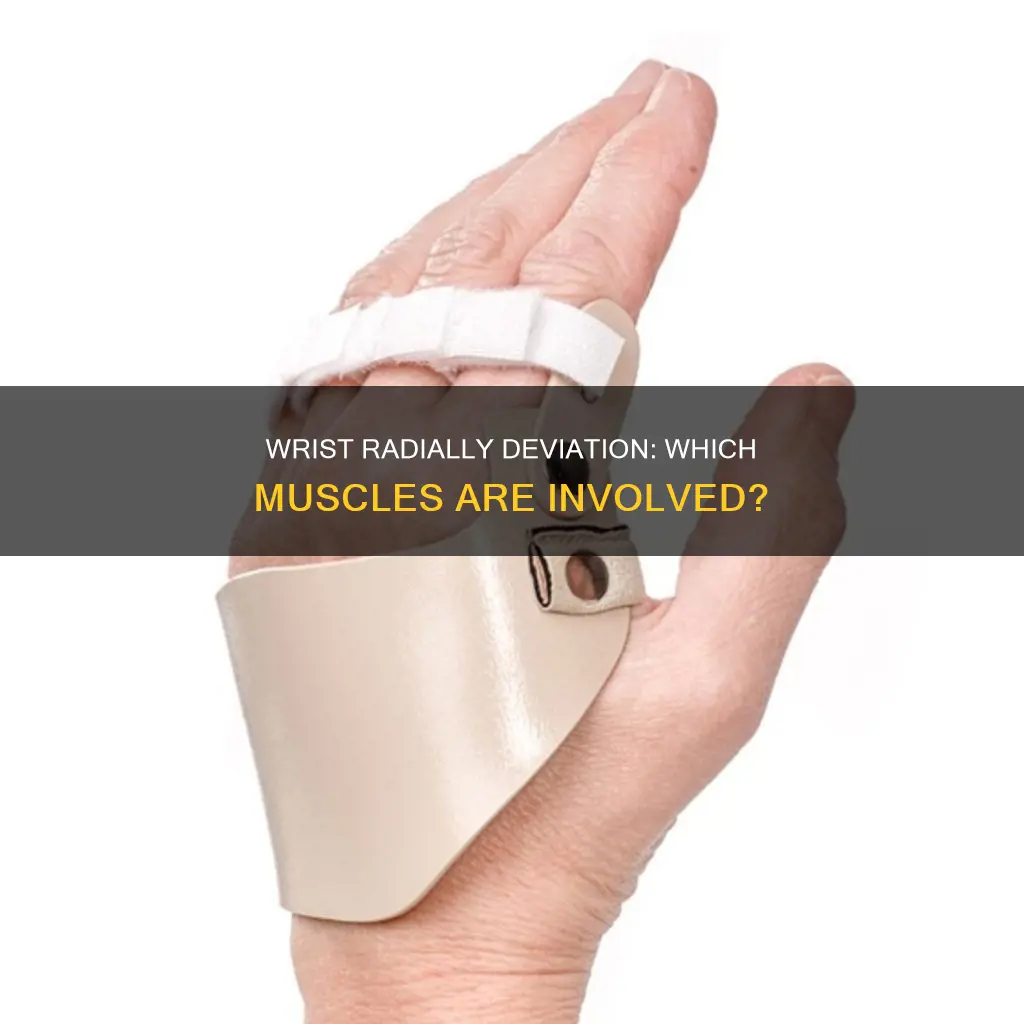 what muscles radially deviate wrist